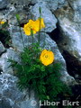 aka Glacier Poppies,Hybrid Dwarf Poppies,گل شقایق کوهی آلپ
